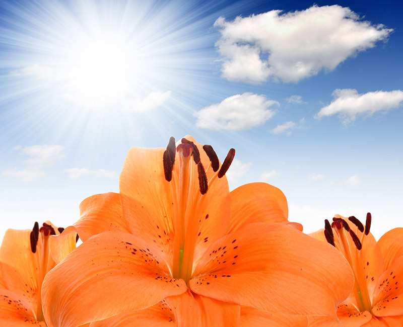 flowers flowers  / white flowers