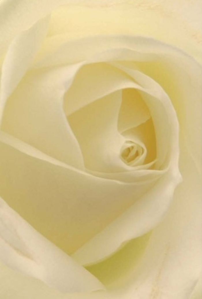 Viewed from mere inches away, this classic white rose-sourced and arranged by expert hands in Totteridge-becomes an exquisite study in luxuriant softness and natural poise. Each petal folds gently over the next, blending gradations of white and cream as seamlessly as the changing light above Totteridge Common at dusk. The interior core of the bloom is perfectly spiralled-a symbol of purity, resilience, and the understated strength found in nature and in those we wish to honour. There is a quiet sophistication in this composition: light seems to emanate from within the flower itself, illuminating shadows as soft as velvet. As your local Totteridge florist, I see in this bloom the ideal tribute for romance, apology, wedding, or graceful sympathy-each intention reflected in its subtle nuances of colour and light. The almost palpable fragrance rises gently, a clean, serene aroma that never overpowers, always calms. Every aspect of the flower, from its fragile, luminescent outer petals to the perfect precision of its layering, speaks of skilled craftsmanship and the timeless artistry that Flowers Totteridge brings to every occasion in our community.